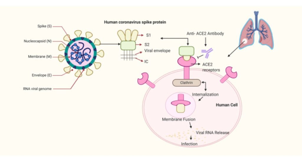 structure and Binding