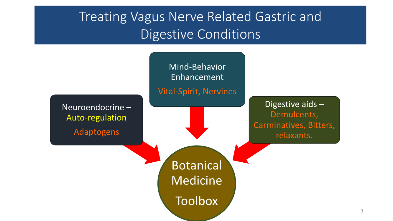 vagus nerve