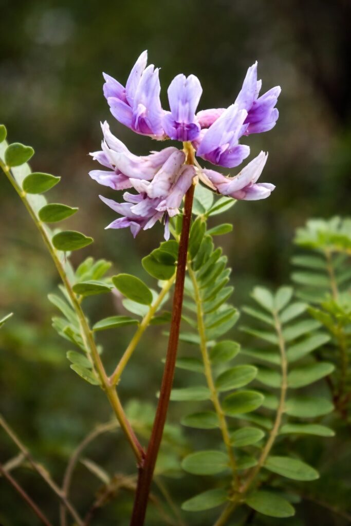 Astragalus membranaceus