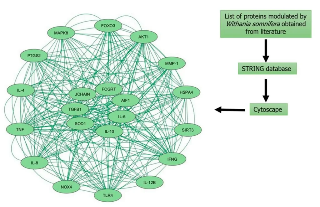 Ashwagandha: Ancient Wisdom Meets Modern Science – A Complete Guide to One of Nature's Premier Adaptogens 4 Ashwagandha Protein Network