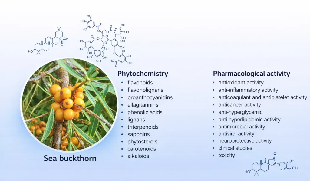 The Synergistic Benefits of a Blend of Borage, Fish, and Sea Buckthorn Oils: A Comprehensive Analysis 4 Sea buckthorn benefits