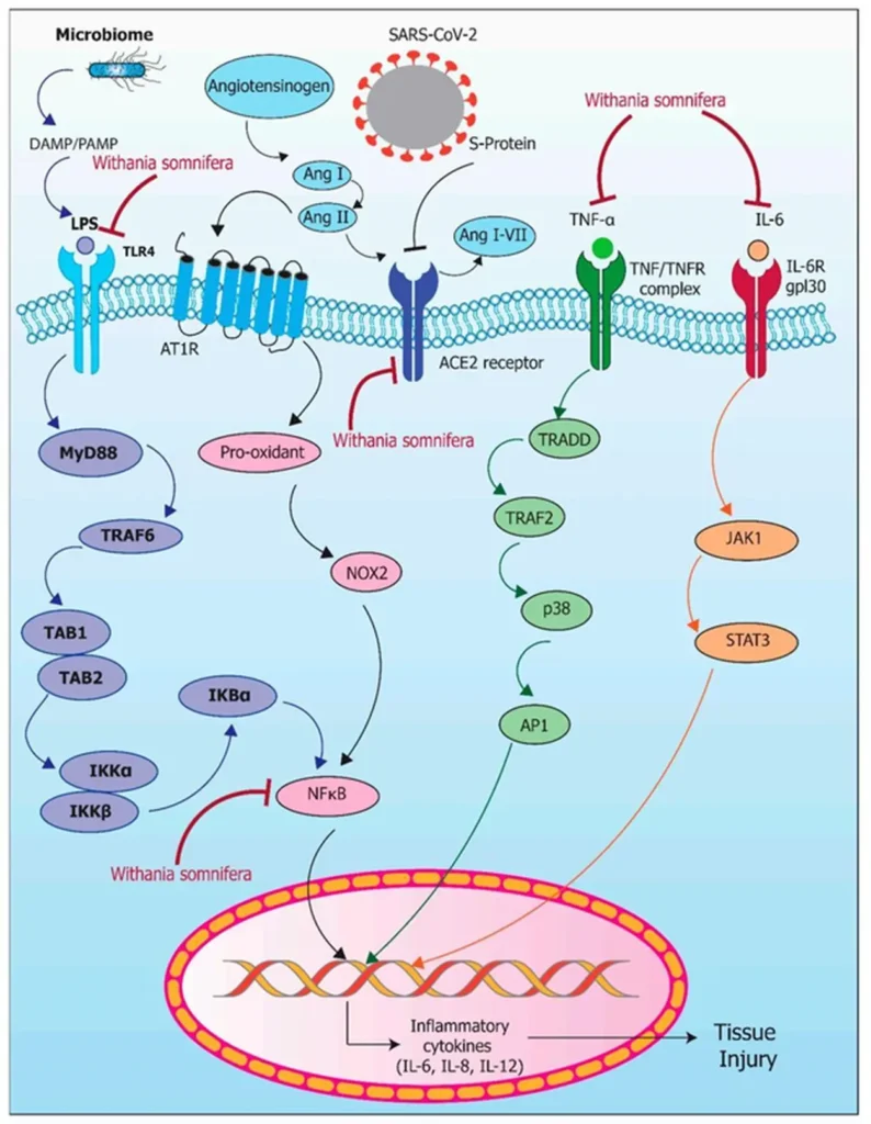 Ashwagandha: Ancient Wisdom Meets Modern Science – A Complete Guide to One of Nature's Premier Adaptogens 2 The COVID-19 Connection
