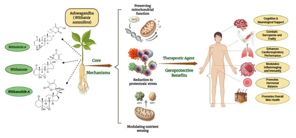 Ashwagandha: Ancient Wisdom Meets Modern Science – A Complete Guide to One of Nature's Premier Adaptogens 1 The Harmony Principle