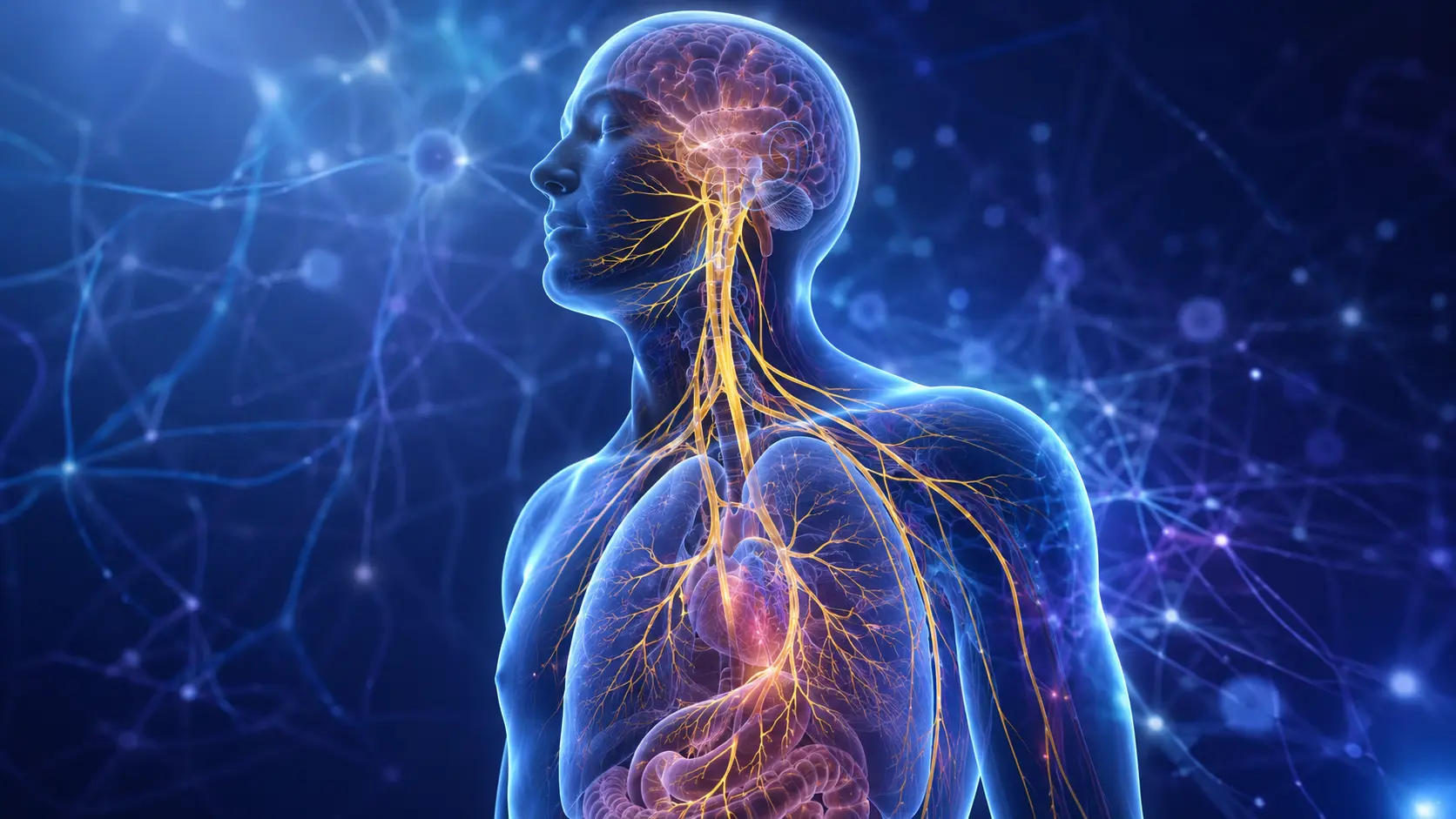 Vagus Nerve
