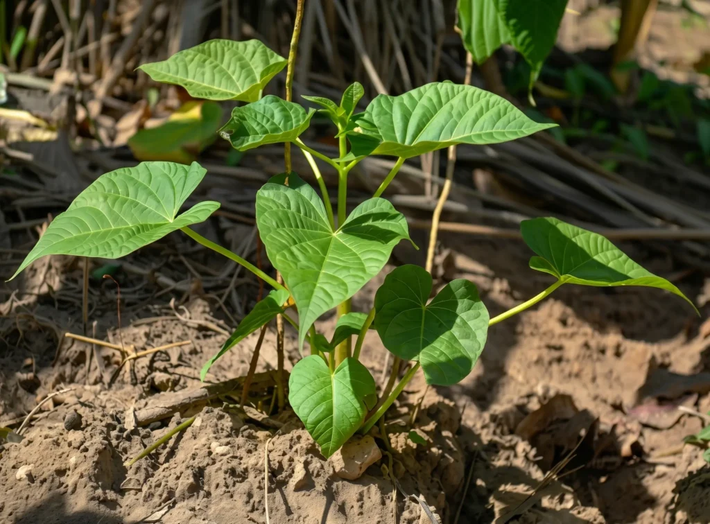 Kava