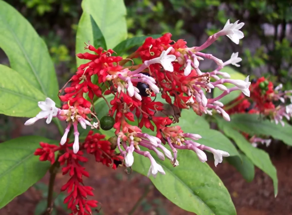 Rauwolfia serpentina
