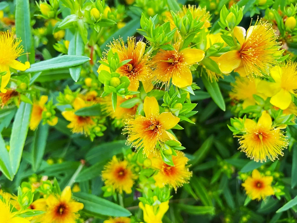 St. Johns Wort 1