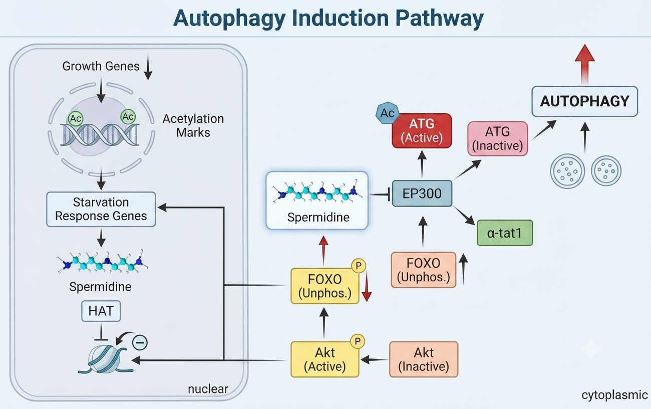 Autophagy Induction Pathway diagram