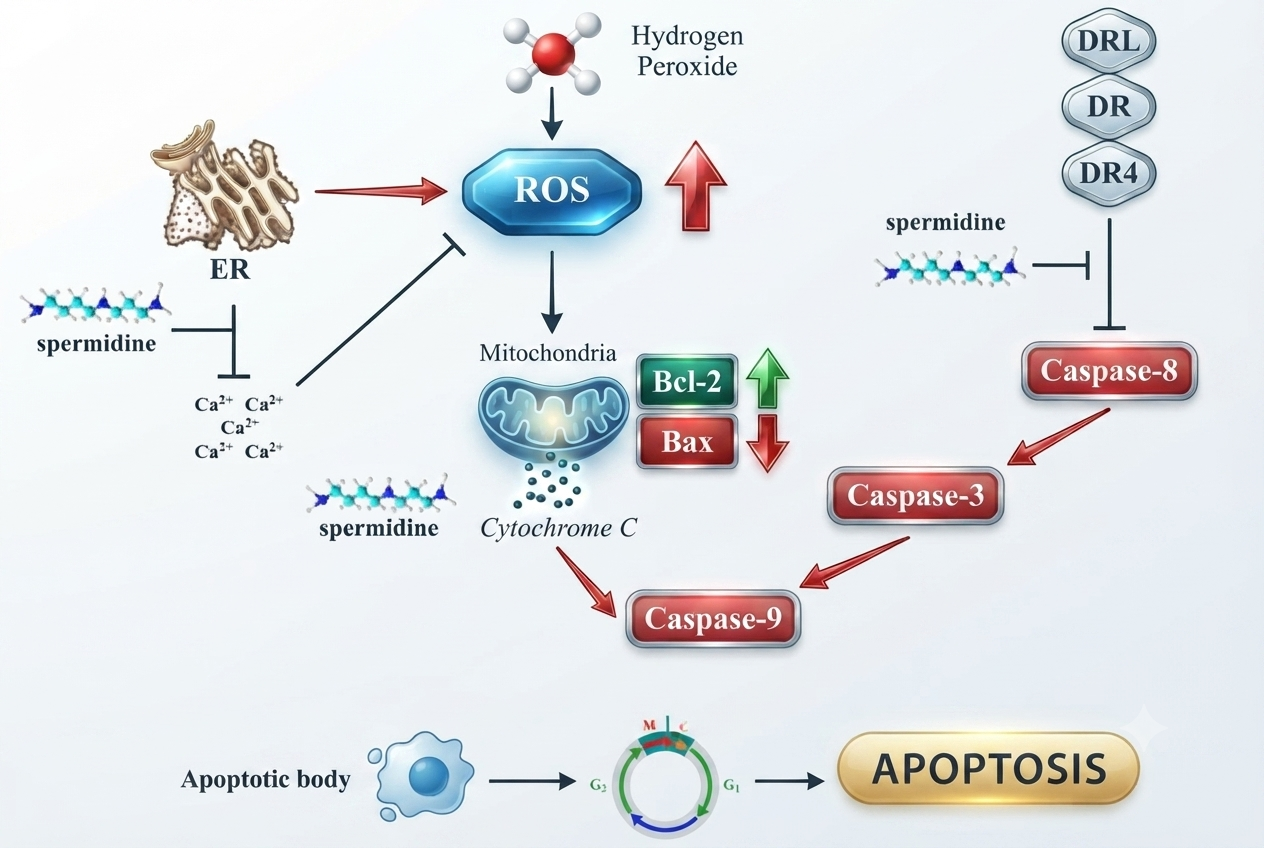 Mechanism of apoptosis induction by spermidine