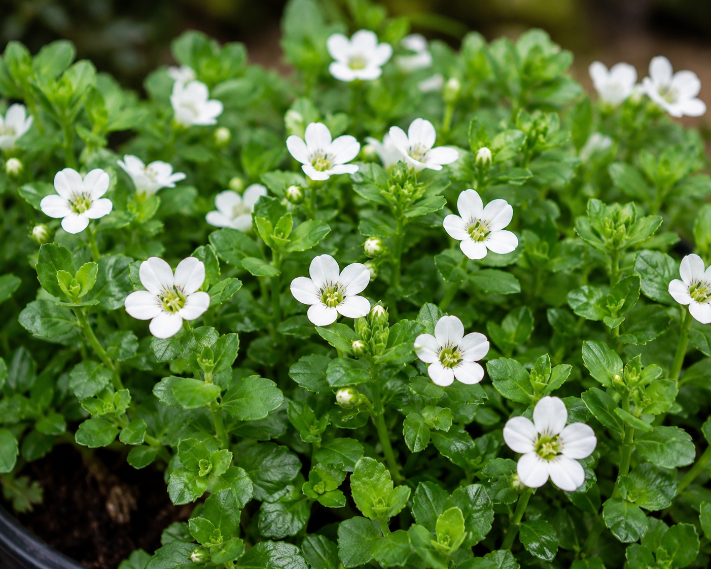 Bacopa monnieri plant with small white flowers and green leaves