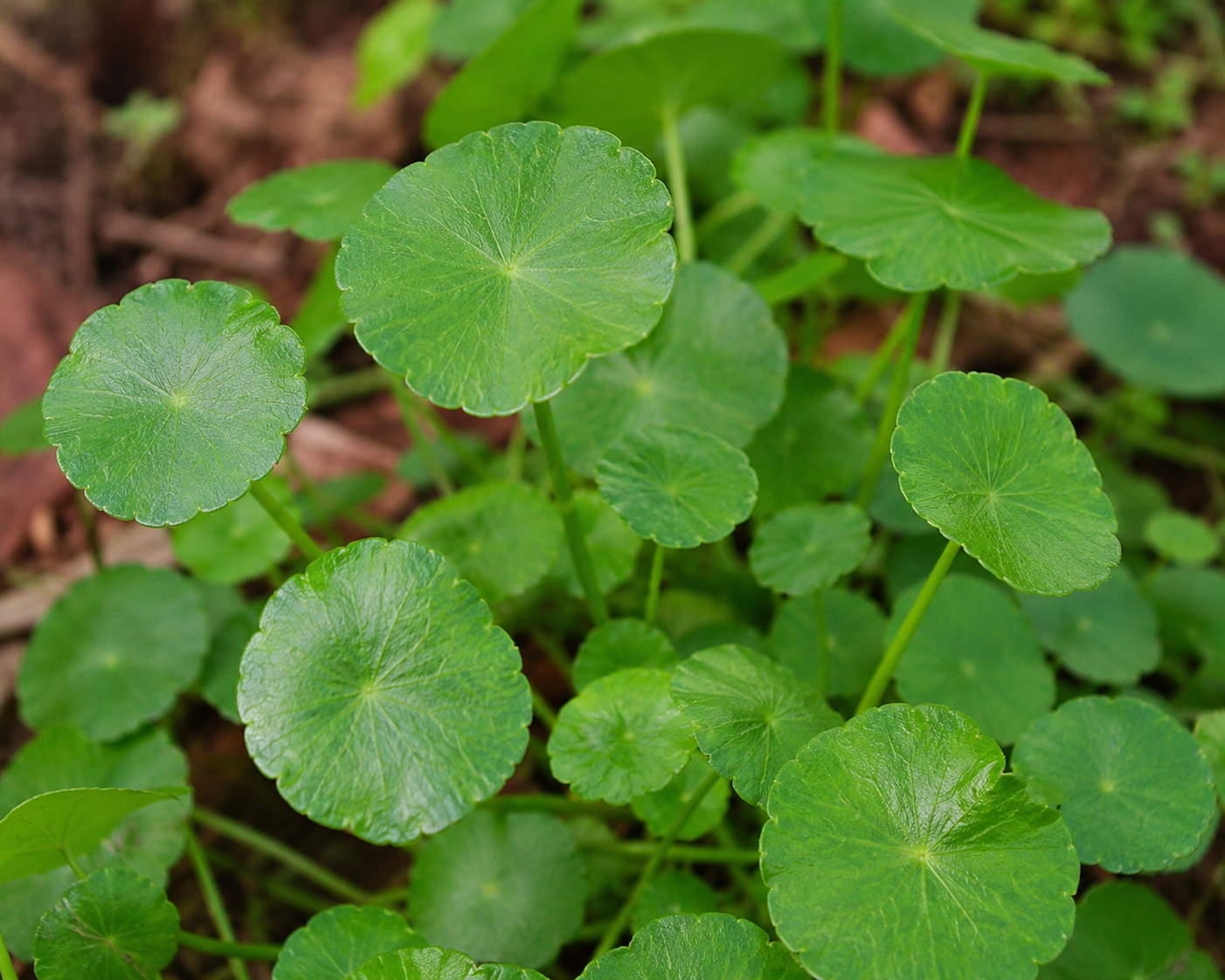 Gotu Kola (Centella asiatica) round green leaves growing close to the ground