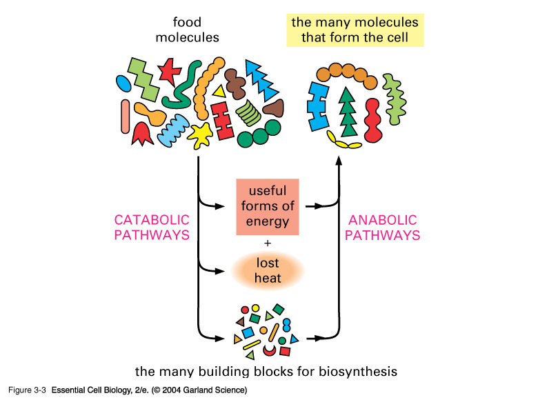 Nutrient-rich plant foods in cancer care